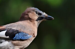 jay, bird, animal-8066841.jpg